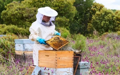  Bienvenidos al blog de La Miel de Amable 🍯🐝