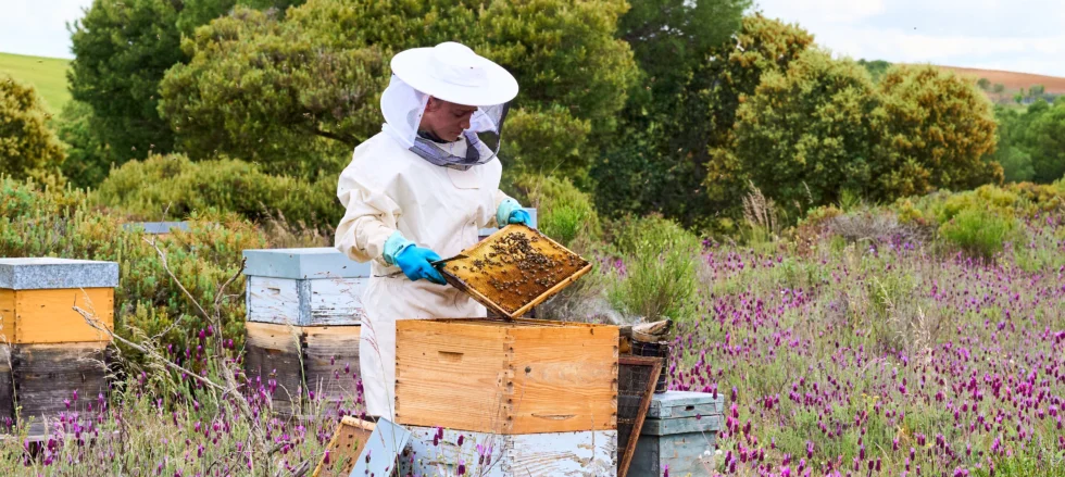  Bienvenidos al blog de La Miel de Amable 🍯🐝