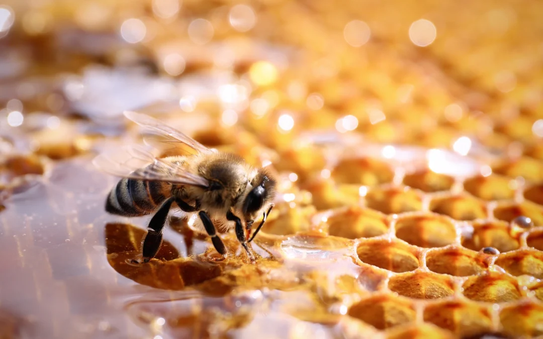  ¿Cómo se produce la miel? Del campo al tarro 🍯