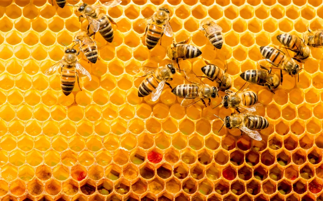  Conoce los tipos de abejas de la colmena 🐝